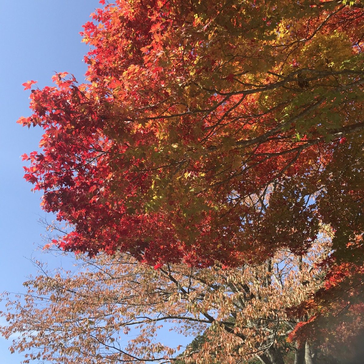 神仏のように活きる