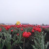 チューリップ