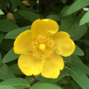 子育て、怒っちゃうのは仕方がないの?
