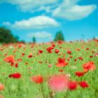 怒らない人のたった一つの言葉の習慣